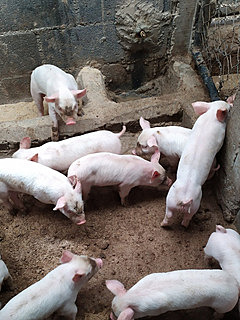 Origen raza landrance