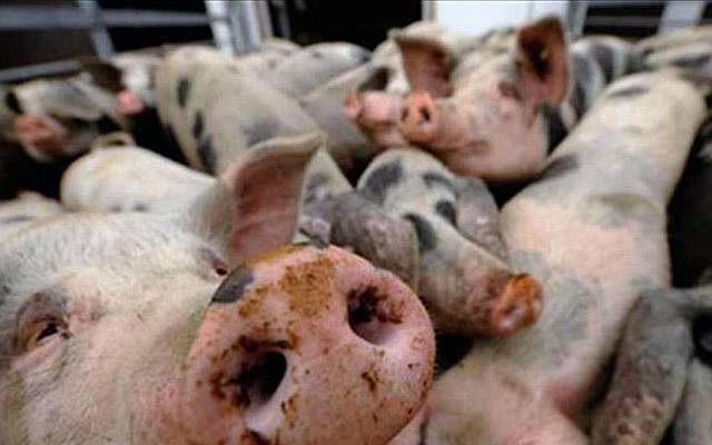 China prohibe importacion de carne de cerdo