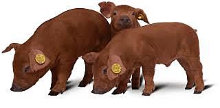 Fundacion americana de duroc