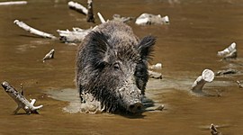 Timeline: EVOLUCION DEL CERDO HASTA NUESTROS DIAS (ANTECEDENTES HISTORICOS)