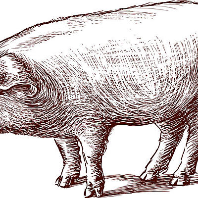 Timeline: EVOLUCION DEL CERDO HASTA NUESTROS DIAS