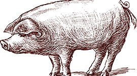 Timeline: EVOLUCION DEL CERDO HASTA NUESTROS DIAS