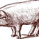 Dibujo cerdo