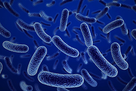 Aparición del cólera