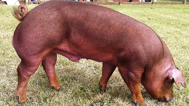 SE DIÓ ORIGEN AL DUROC