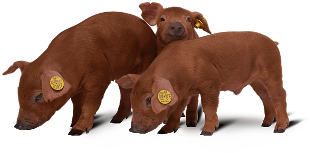 FUNDACIÓN AMERICAN DUROC