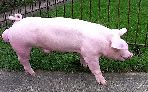 El CHESTER WHITE SE ORIGINÓ EN EE.UU