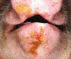 PROHIBICIÓN E IMPORTACIÓN DE CARNES INFECTADAS