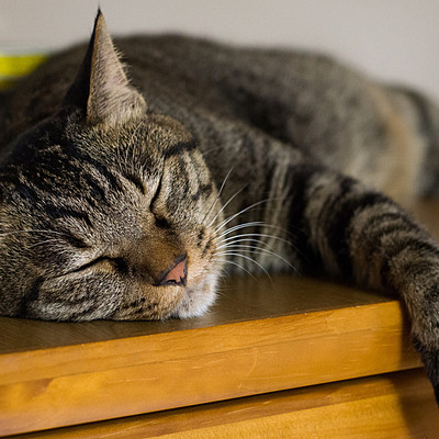 Timeline: minu kass Mausi