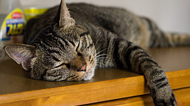 Timeline: minu kass Mausi