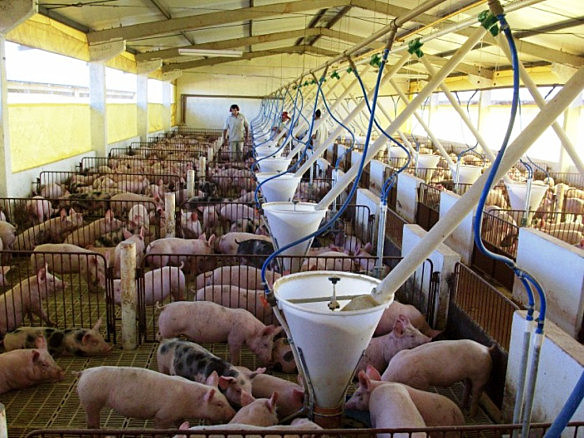 SE CRERON CENTROS DE INVESTIGACIÓN PARA LA CRIANZA, SELECCIÓN Y ALIMENTACIÓN