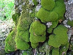 Esimesed maismaataimed