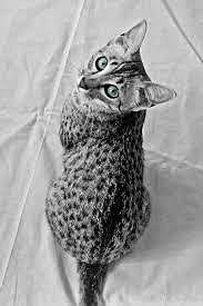 МОЙ НОВЫЙ КОТ