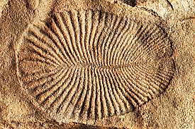 Mitmerakuliste organismide teke