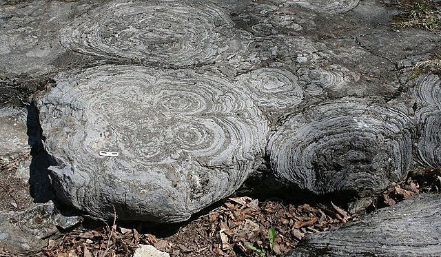 Stromatoliitide arenemine