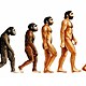 Theory of evolution