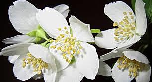 Esimesed maismaataimed