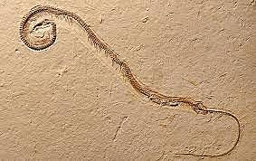 Esimesed kahepaiksed