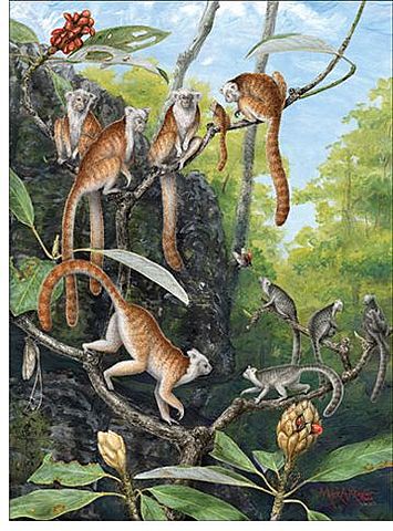 Primaatide jagunemine