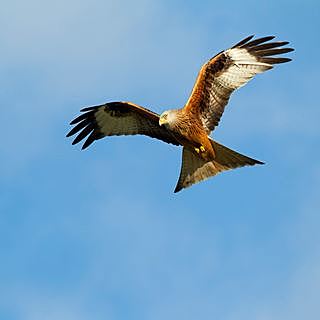 A Walk Through Wales