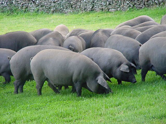 Cerdos ibéricos