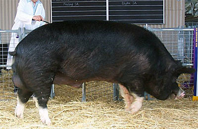 Importación Duroc y Poland China