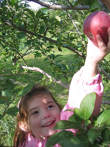 Apple Picking, 2008