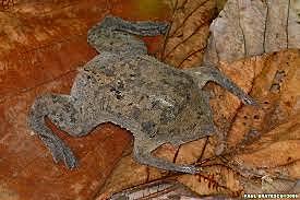 Esimesed kahepaiksed