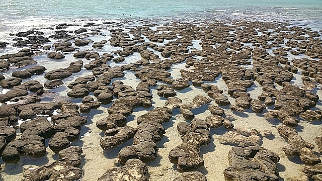 Stromatoliitide teke