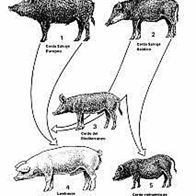 Timeline: Evolución del cerdo