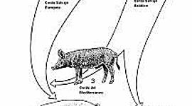 Timeline: Evolución del cerdo