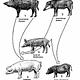 Evolucion cerdo