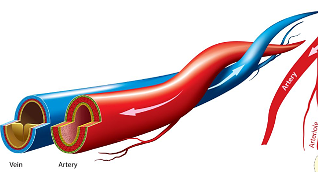 Greeks distinguished between arteries and veins