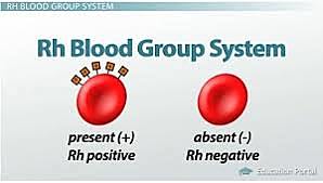 Karl Landsteiner discovered the Rh protein