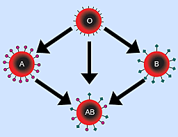 Karl Landsteiner Discovered Three Blood Types; A, B, And O
