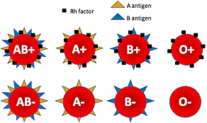 Karl Landsteiner Discovered The Rh Protein