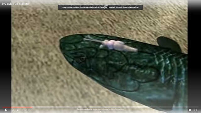 cerebro en un pez