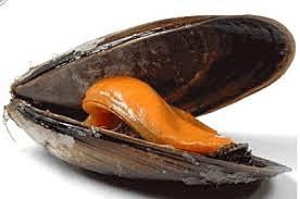 Mejillón de Alabama