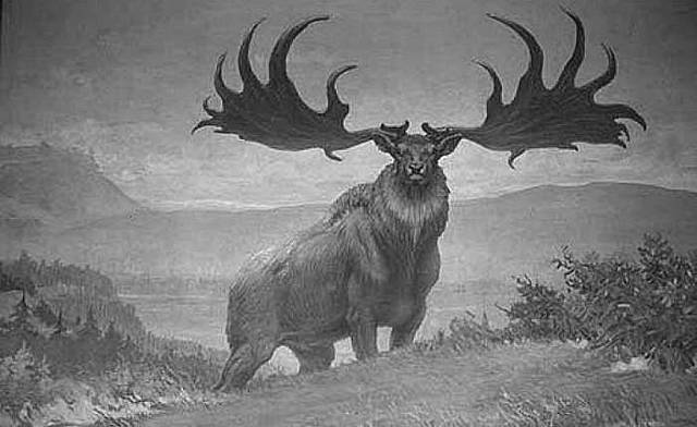 Alce irlandés