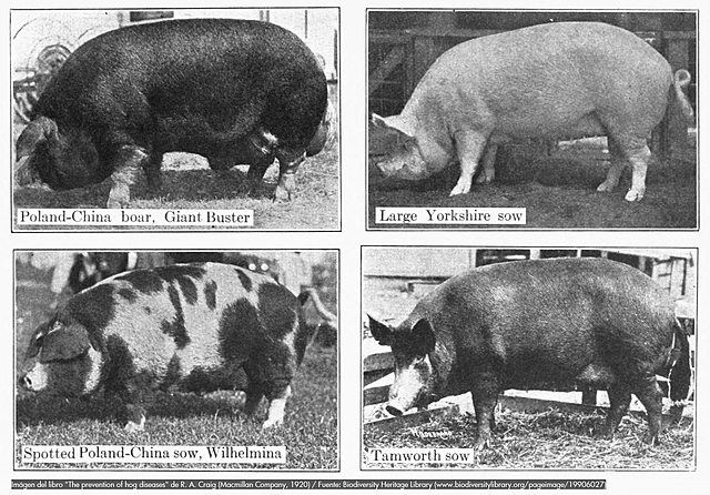 CREAN RAZAS PORCINAS