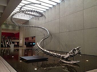 la titanoboa