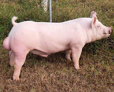 IMPORTANCIA DEL SEMENTAL