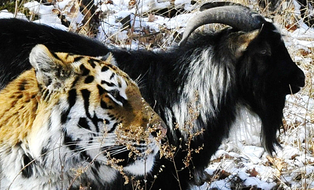 Смерть козла Тимура