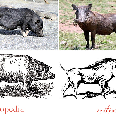 Timeline: Evolución del cerdo hasta nuestros días