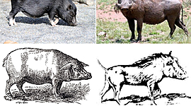 Timeline: Evolución del cerdo hasta nuestros días