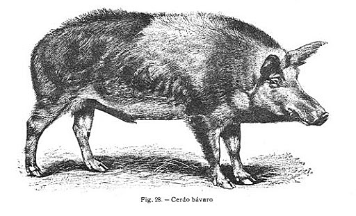 EXPLOTACION SEMI SALVAJE