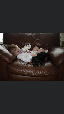 l'arrivée de Fée mon chihuahua