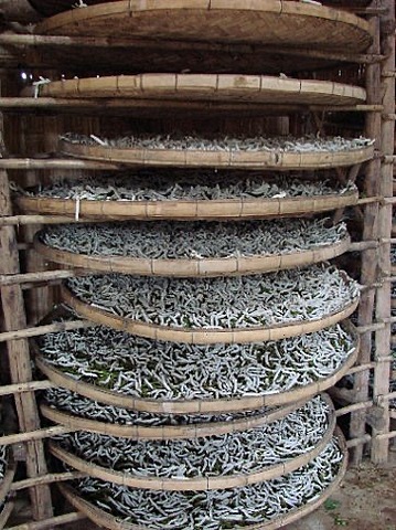 Silkworm farms