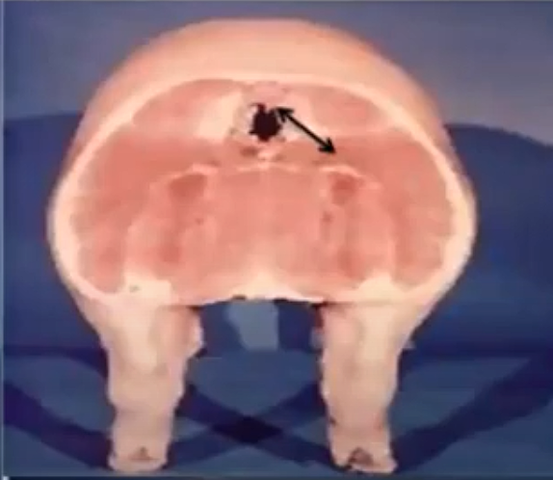 Contenido de grasa en la canal porcina