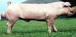 Origen del Chester White